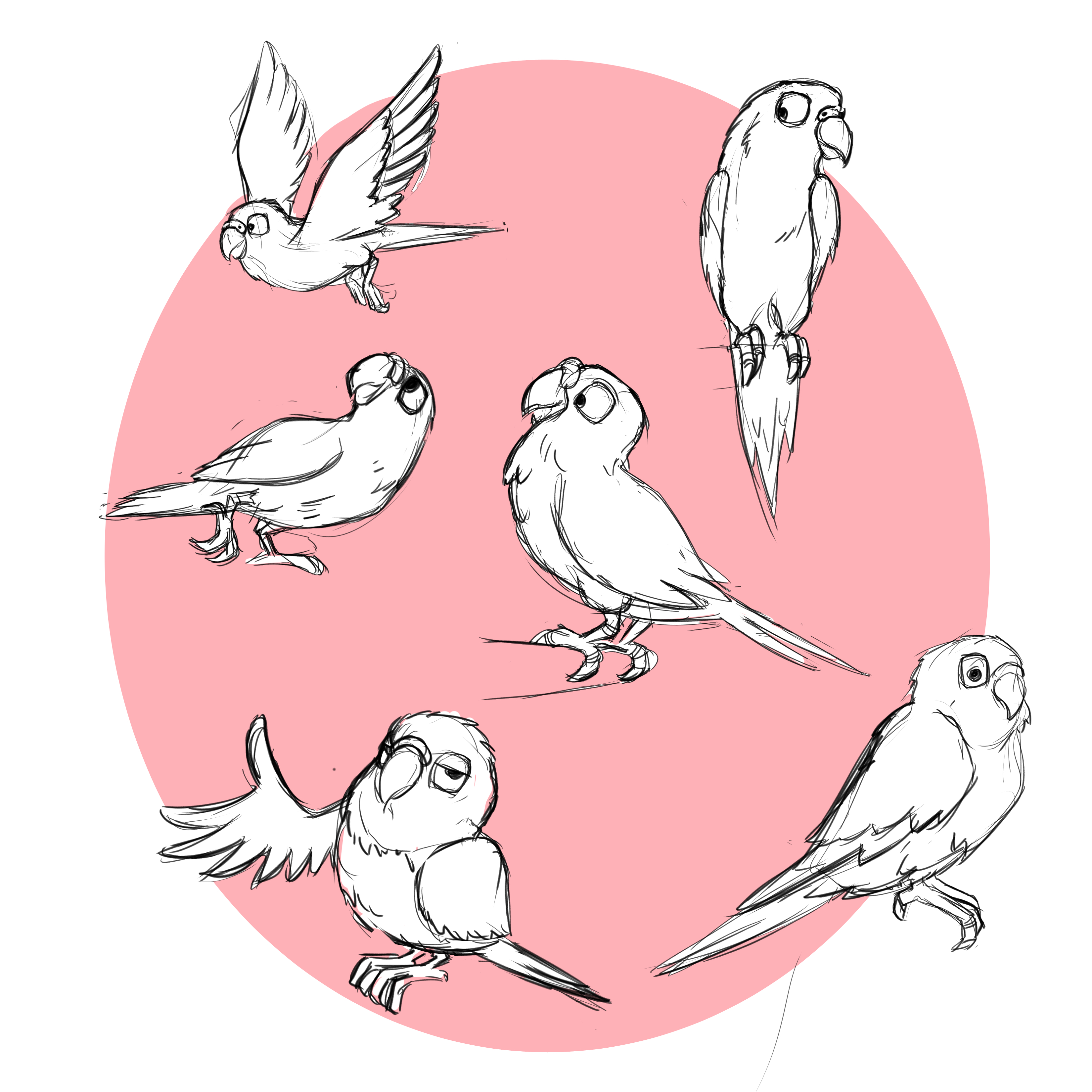 Parakeet Designs by Jason Kruse - Zerply